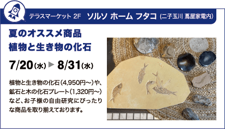 テラスマーケット 2F　ソルソ ホーム フタコ (二子玉川 蔦屋家電内）：夏のオススメ商品 植物と生き物の化石