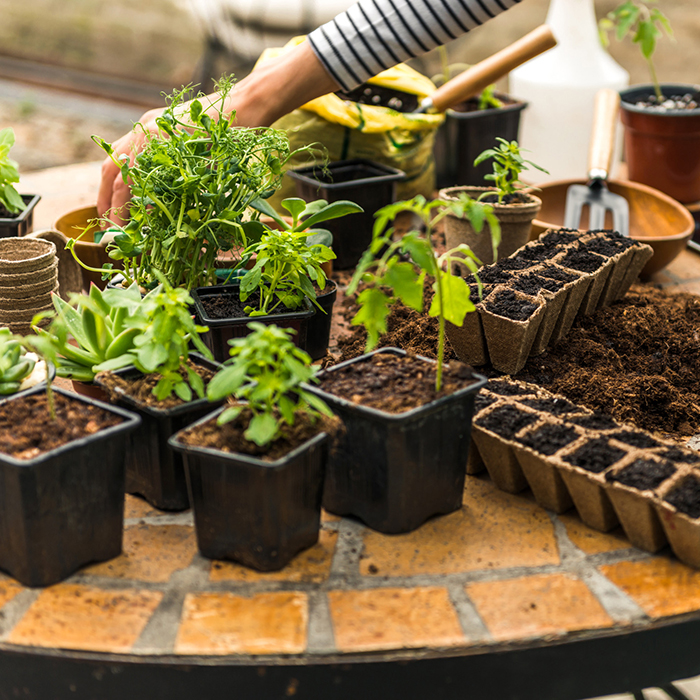 ビカクシダ板付けWS