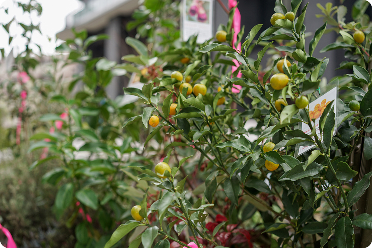 金柑の収穫体験