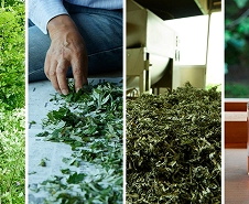 ①薬草茶ペアリング茶会（徳地薬草）