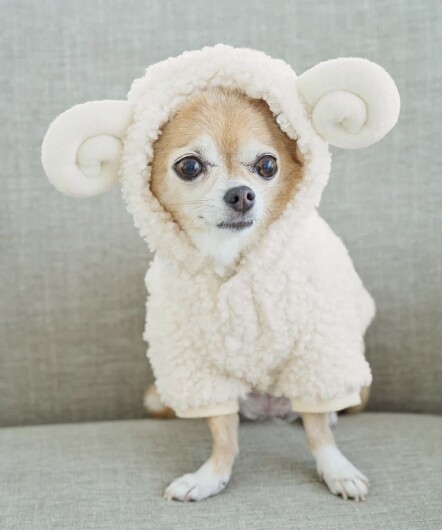 「DOGアイテム」期間限定入荷🐶