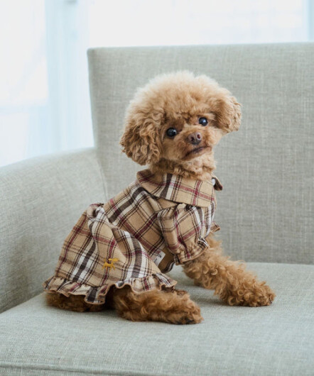 「DOGアイテム」期間限定入荷中です‼️