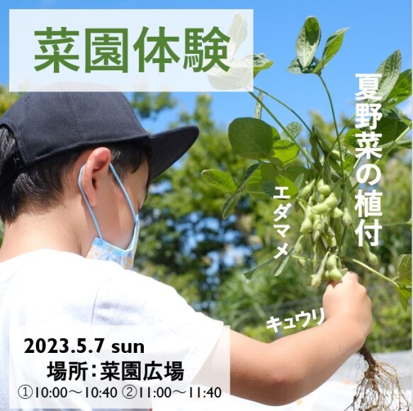 菜園体験　キュウリ・エダマメの植付