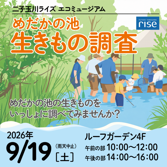 めだかの池 生きもの調査