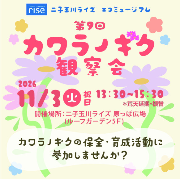 二子玉川ライズ エコミュージアム 第9回 カワラノギク観察会～いのちをつなげる多摩川の絶滅危惧種～