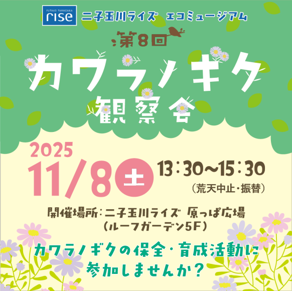 二子玉川ライズ エコミュージアム 第8回 カワラノギク観察会