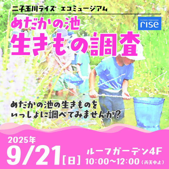 めだかの池 生きもの調査